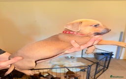 Mixed Breed dogs for sale: Mastiff x rottweiler  - Image 24