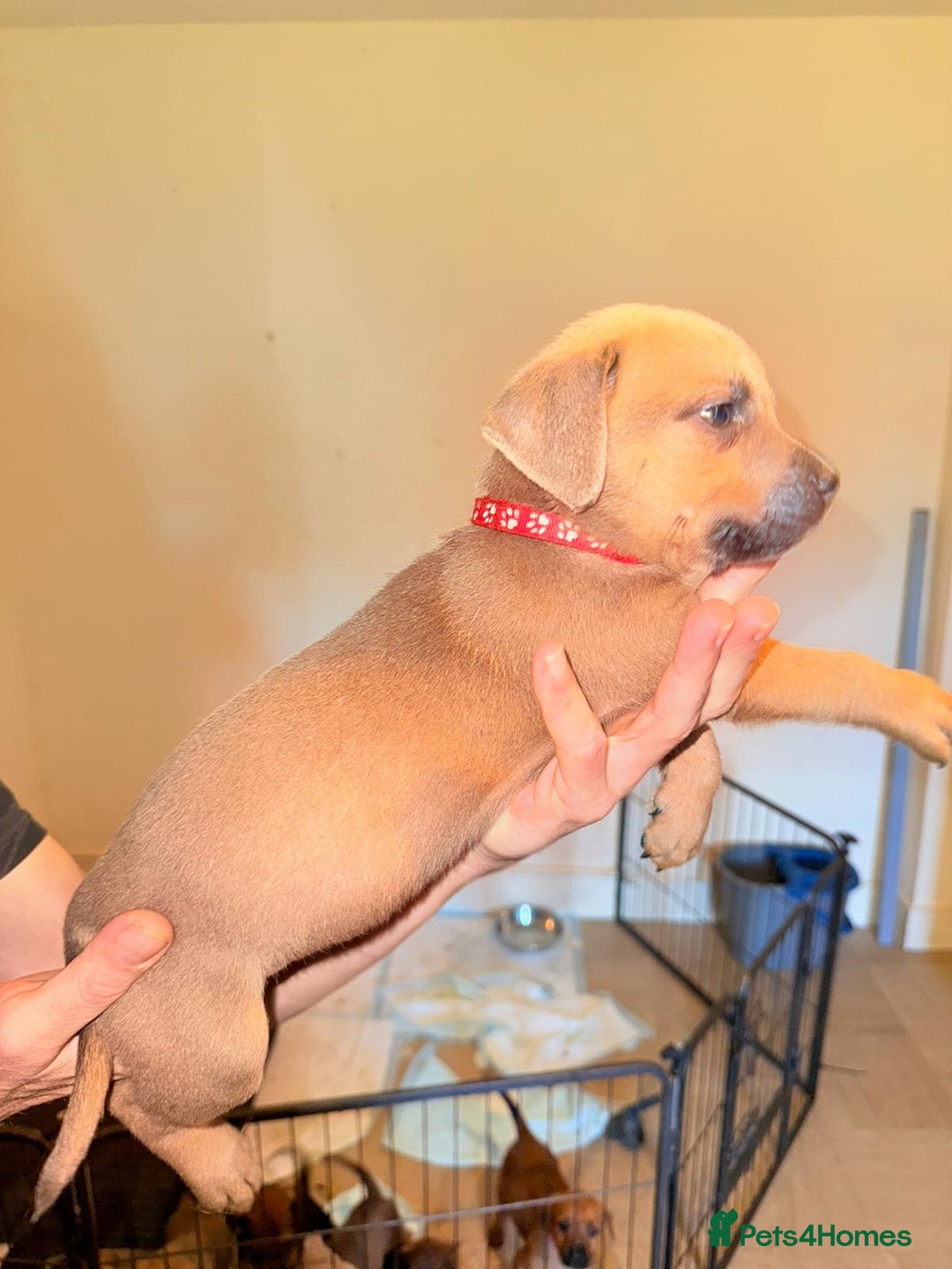 Mixed Breed dogs for sale: Mastiff x rottweiler  - Image 24