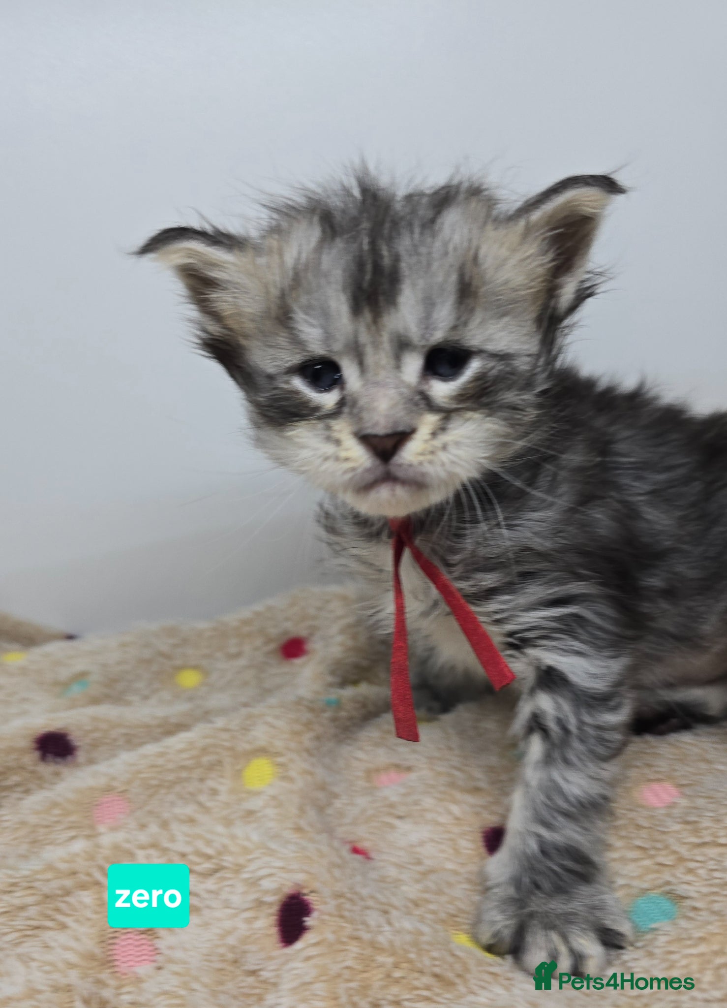 Maine Coon cats Stunning Silver & Black Tabby Maine Coon Kittens - Advert 2