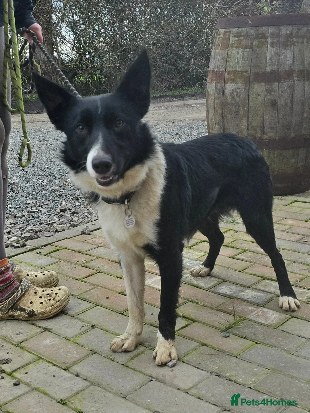 Mixed Breed dogs for adoption: RONNIE - Advert 7