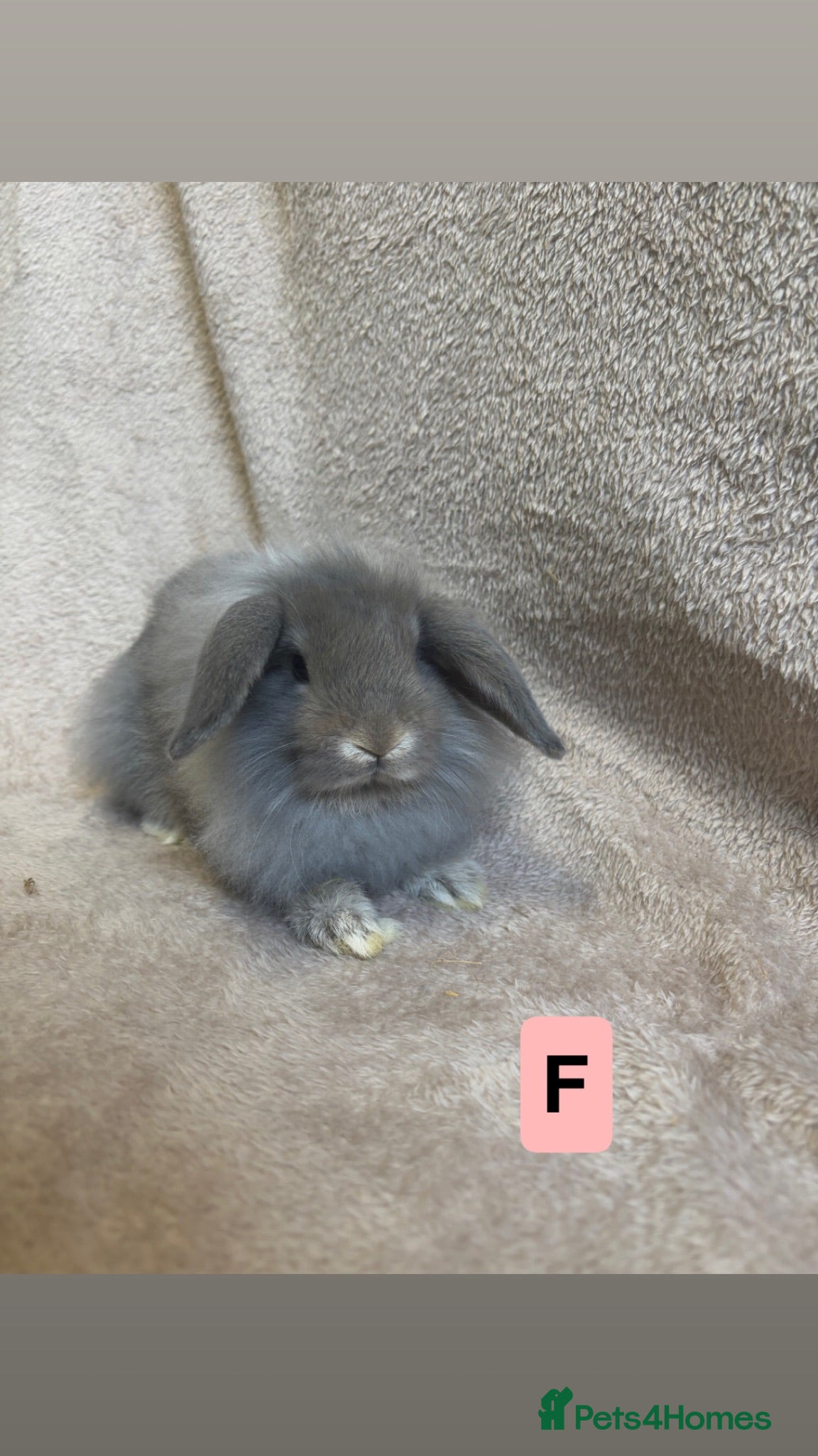 Mini Lop rabbits Pure breed mini lops  - Advert 1