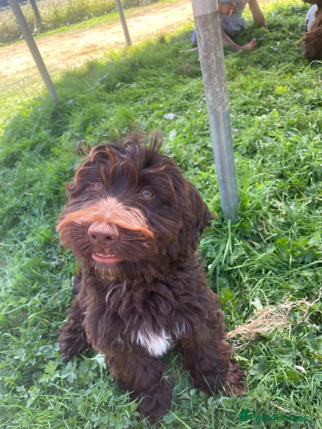 Cockapoo dogs for sale: 3 boy cockapoos  - Advert 12