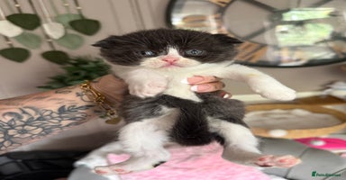 British Shorthair cats - Advert 6