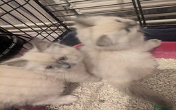 Ragdoll cats for sale: Colour point kittens - Image 6