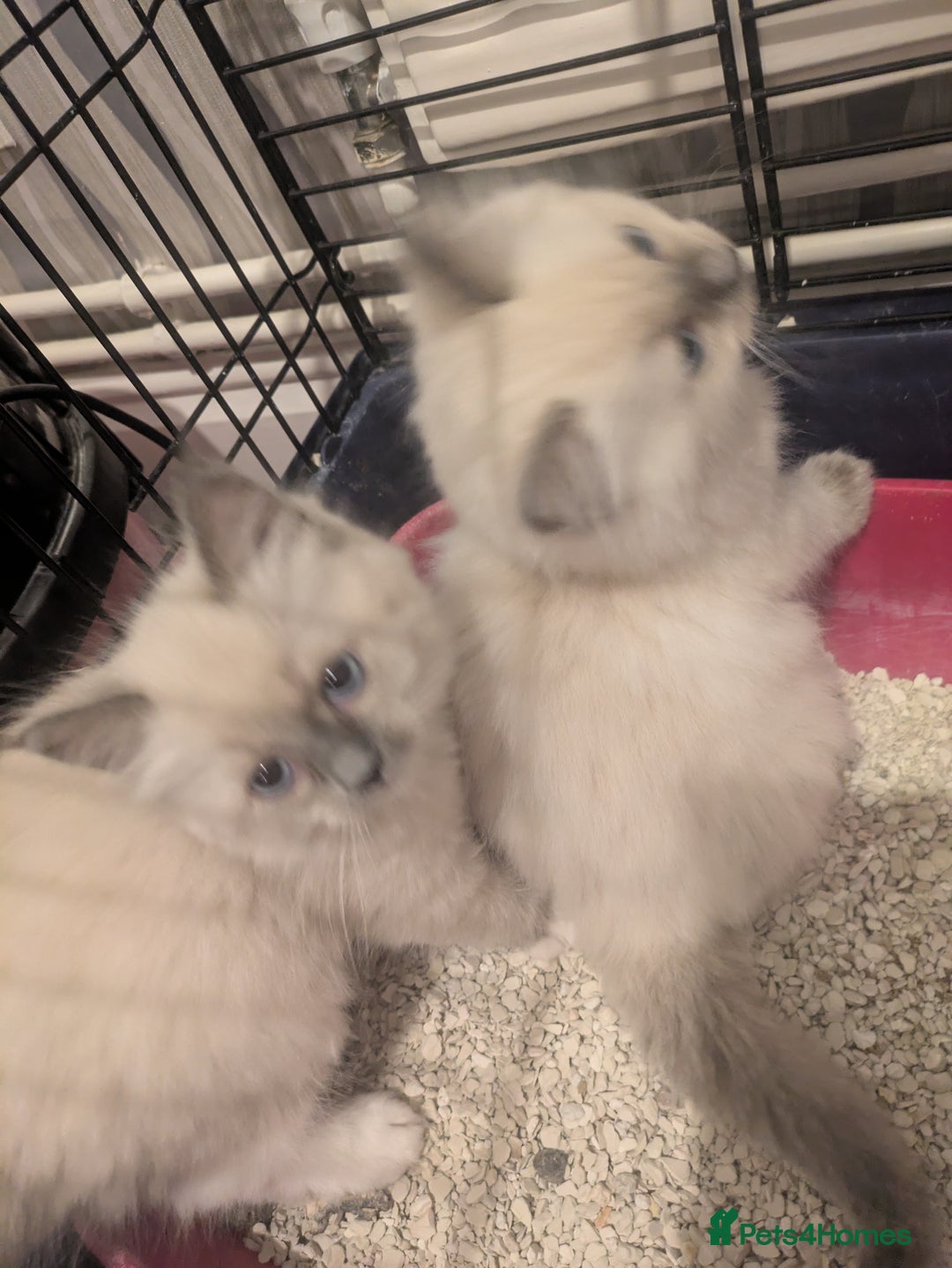 Ragdoll cats for sale: Colour point kittens - Image 6
