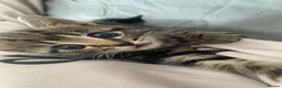 Domestic Shorthair cats for sale: domestic short hair kitten in Swindon - Advert 3