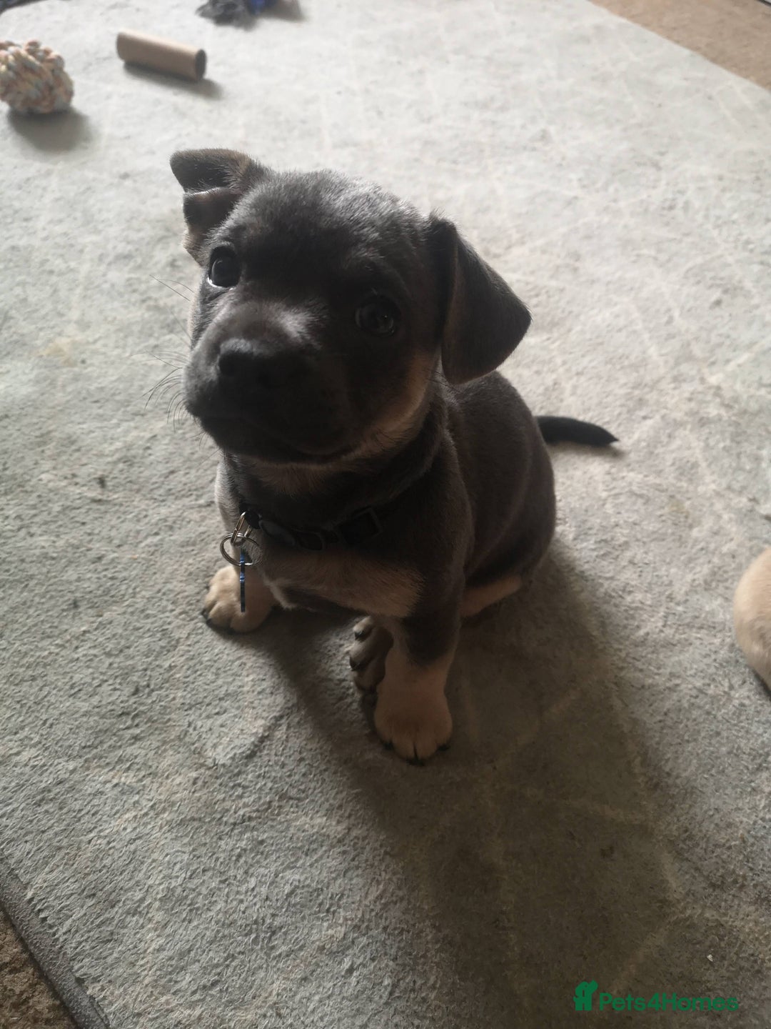 Mixed Breed dogs for sale: French Bulldog and Chihuahua Cross - Image 4