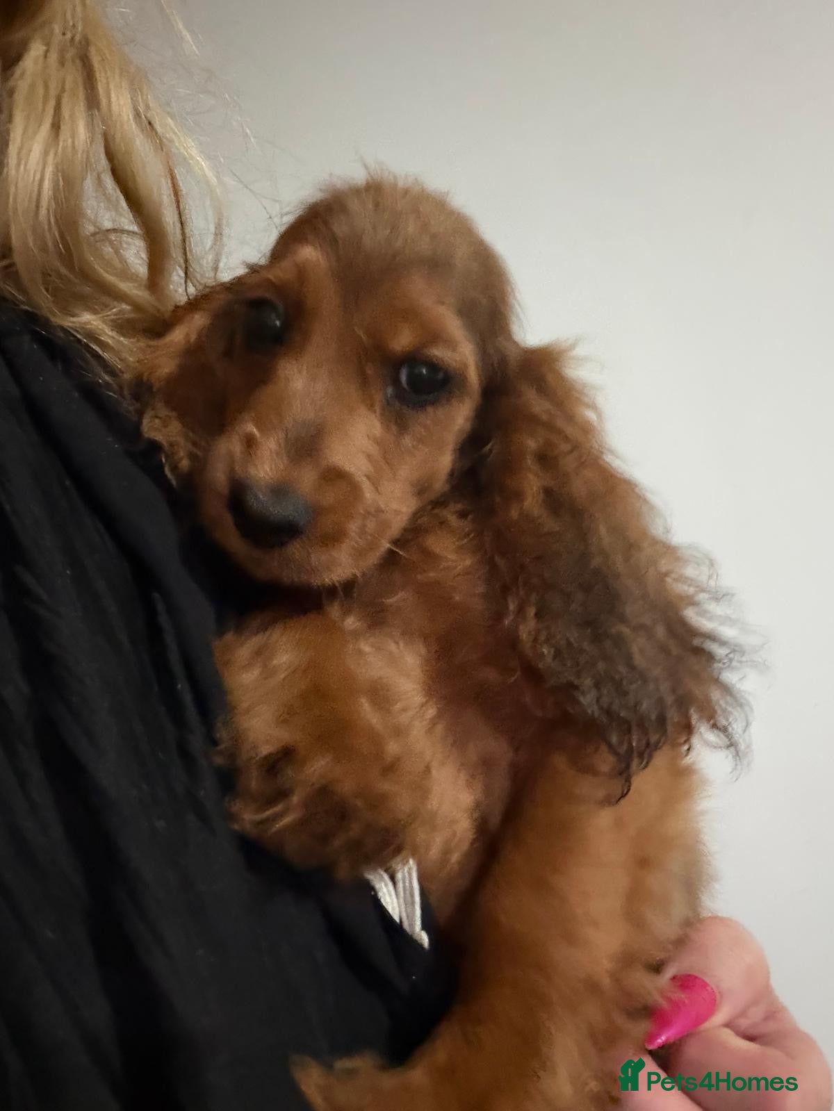 Cocker Spaniel dogs for sale: Show type cocker spanielss - Advert 4
