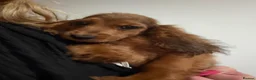 Cocker Spaniel dogs for sale: Show type cocker spanielss - Advert 1