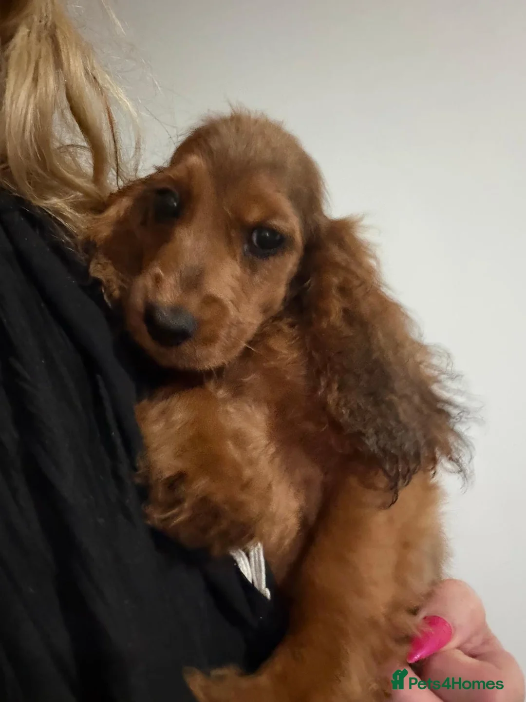 Cocker Spaniel dogs for sale: Show type cocker spanielss - Advert 1