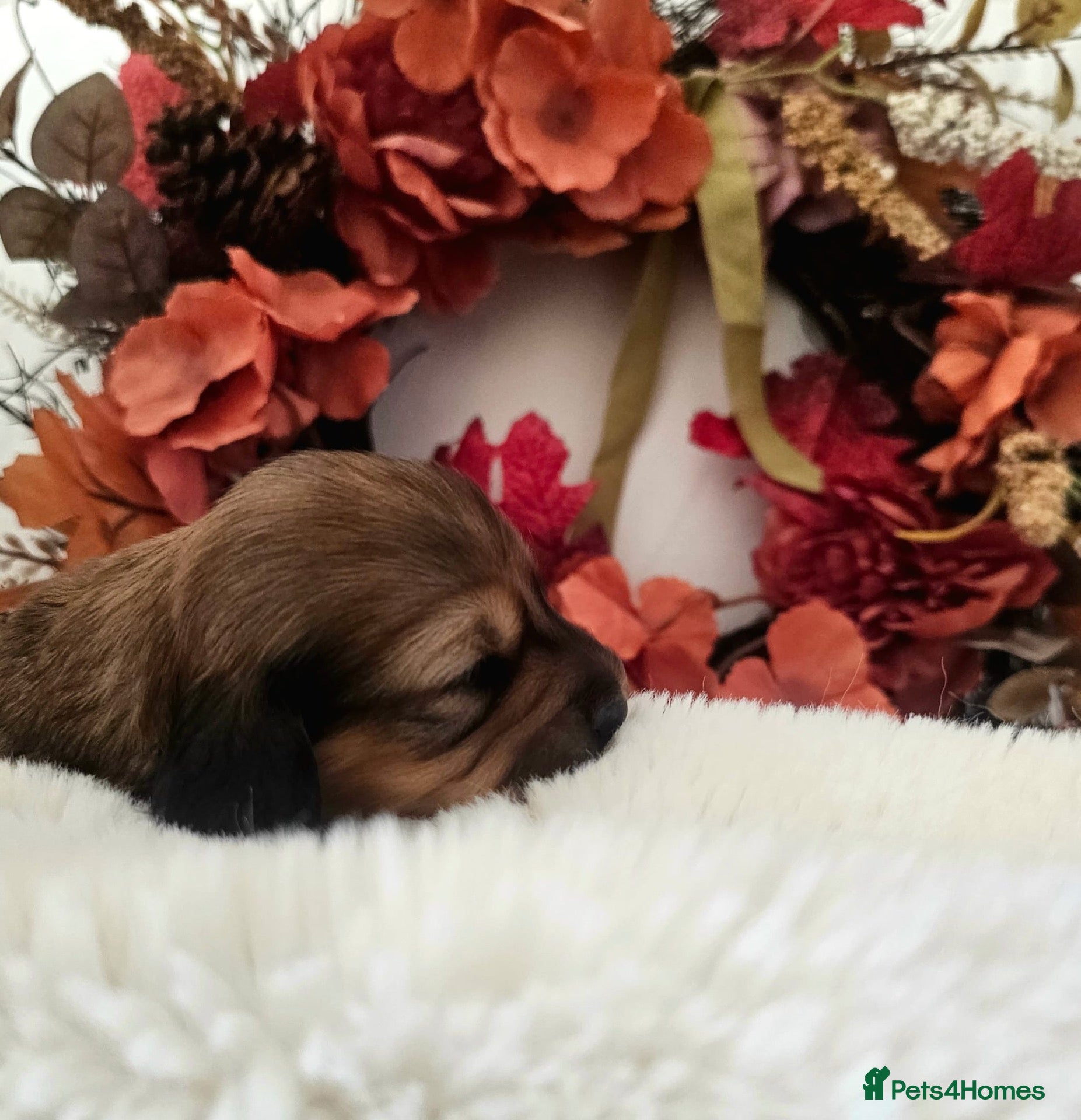 Miniature Dachshund dogs Beautiful Tiny shaded cream girls - Advert 1
