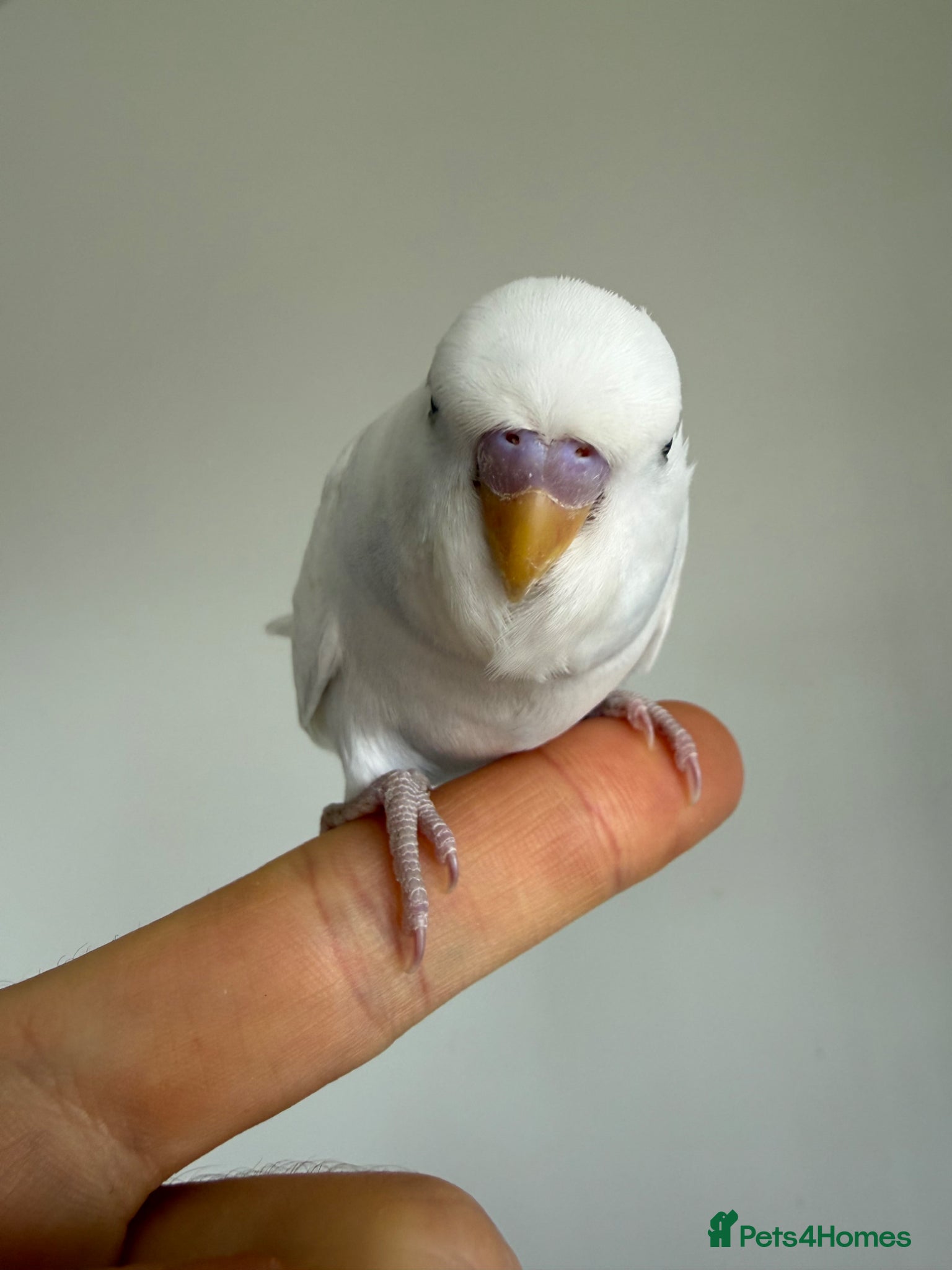 Budgerigars birds Young Budgies - Advert 22