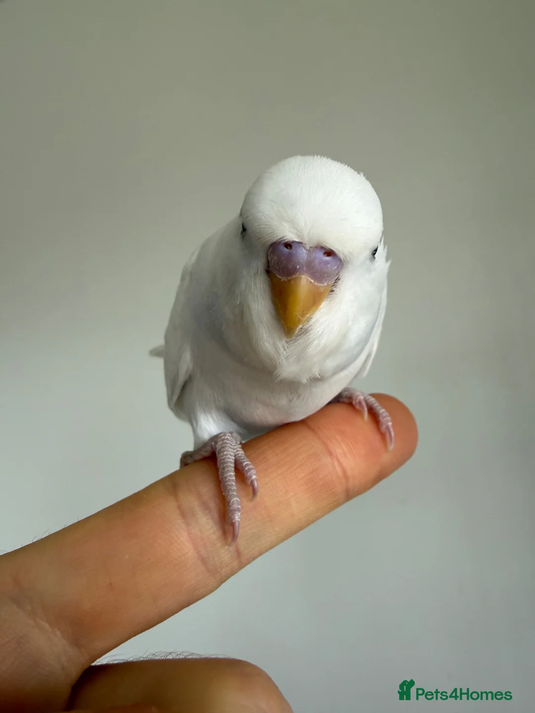 Budgerigars birds for sale: Young Budgies - Advert 1