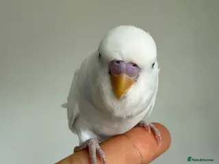 Budgerigars birds Young Budgies - Advert 22