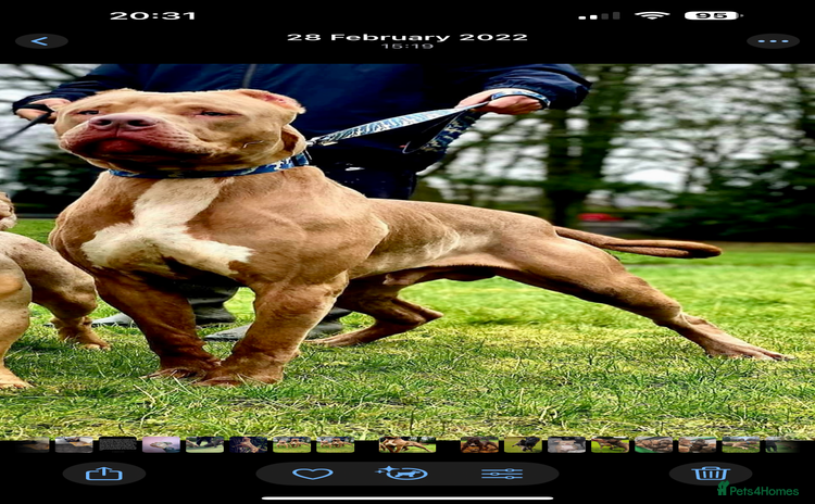 Mixed Breed dogs Bully cross mastiff  - Advert 1