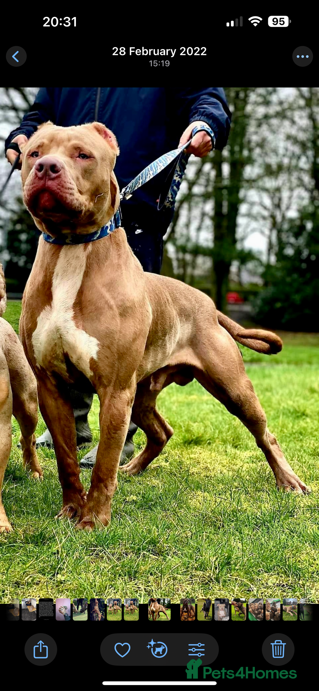 Mixed Breed dogs for sale: Bully cross mastiff  - Advert 1