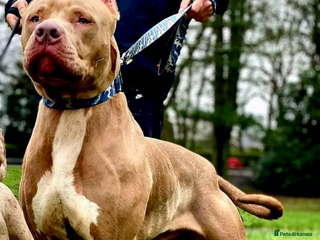 Mixed Breed dogs Bully cross mastiff - Advert 1