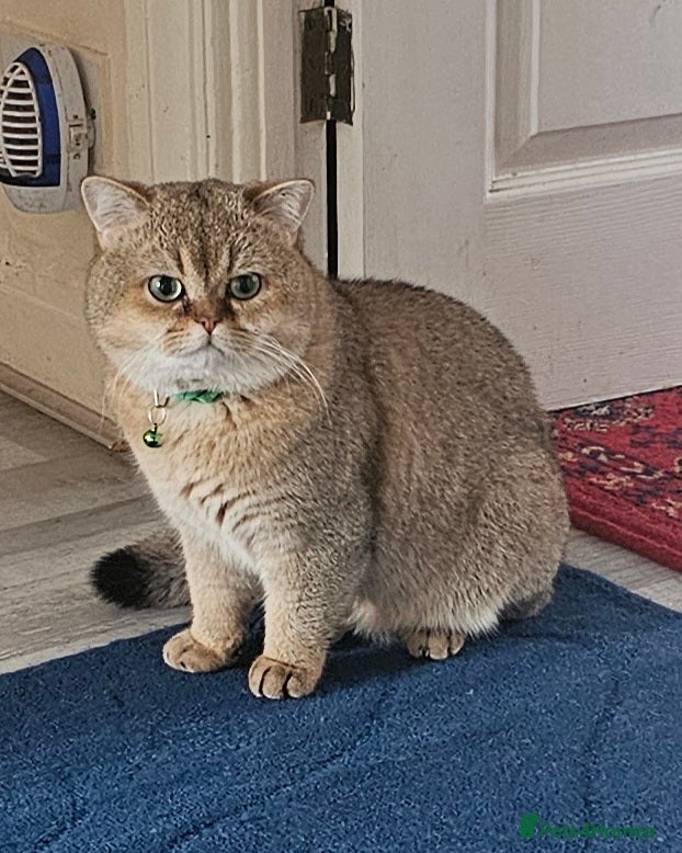 British Shorthair cats Blue, Feline - Advert 13