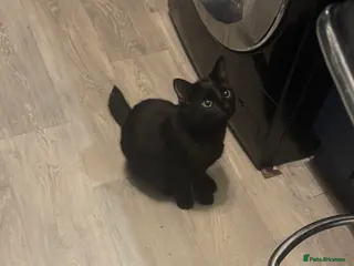 Mixed Breed cats Shadow for sale - Advert 7