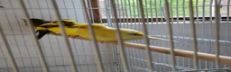 Canaries birds for sale: Fife + Opal Agage + Lizard Canaries - Advert 4