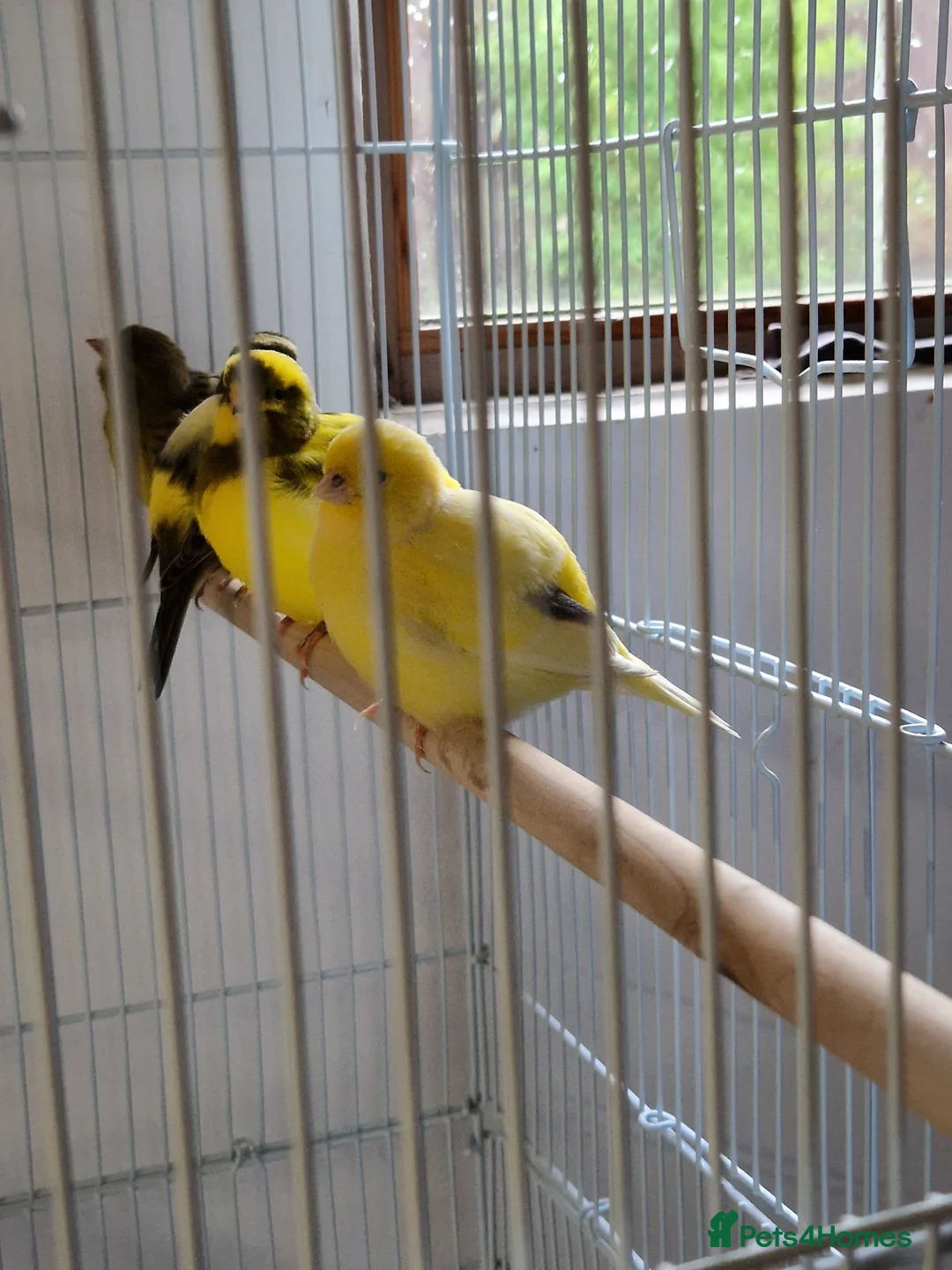 Canaries birds for sale: Fife + Opal Agage + Lizard Canaries - Advert 4