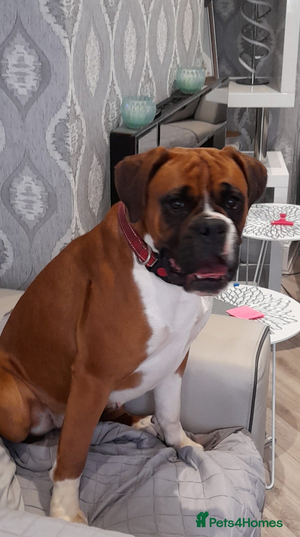 Boxer dogs 1 GIRL LEFT. KC REG FLASHY BOXER  - Advert 11
