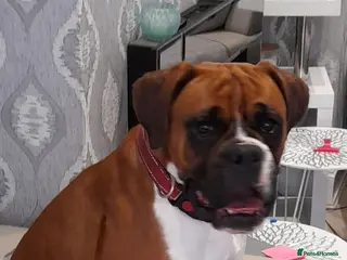 Boxer dogs 1 GIRL LEFT. KC REG FLASHY BOXER - Advert 11