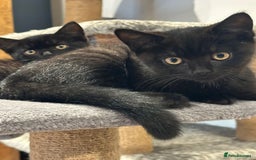 British Shorthair cats for sale:  🐾 Gorgeous Black Kittens – 11 Weeks Old 🐾   - Image 14