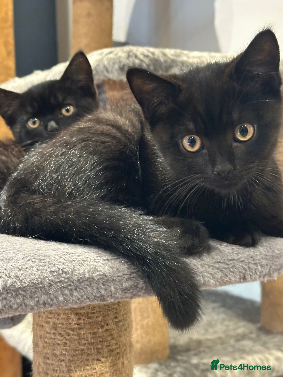 British Shorthair cats for sale:  🐾 Gorgeous Black Kittens – 11 Weeks Old 🐾   - Image 14