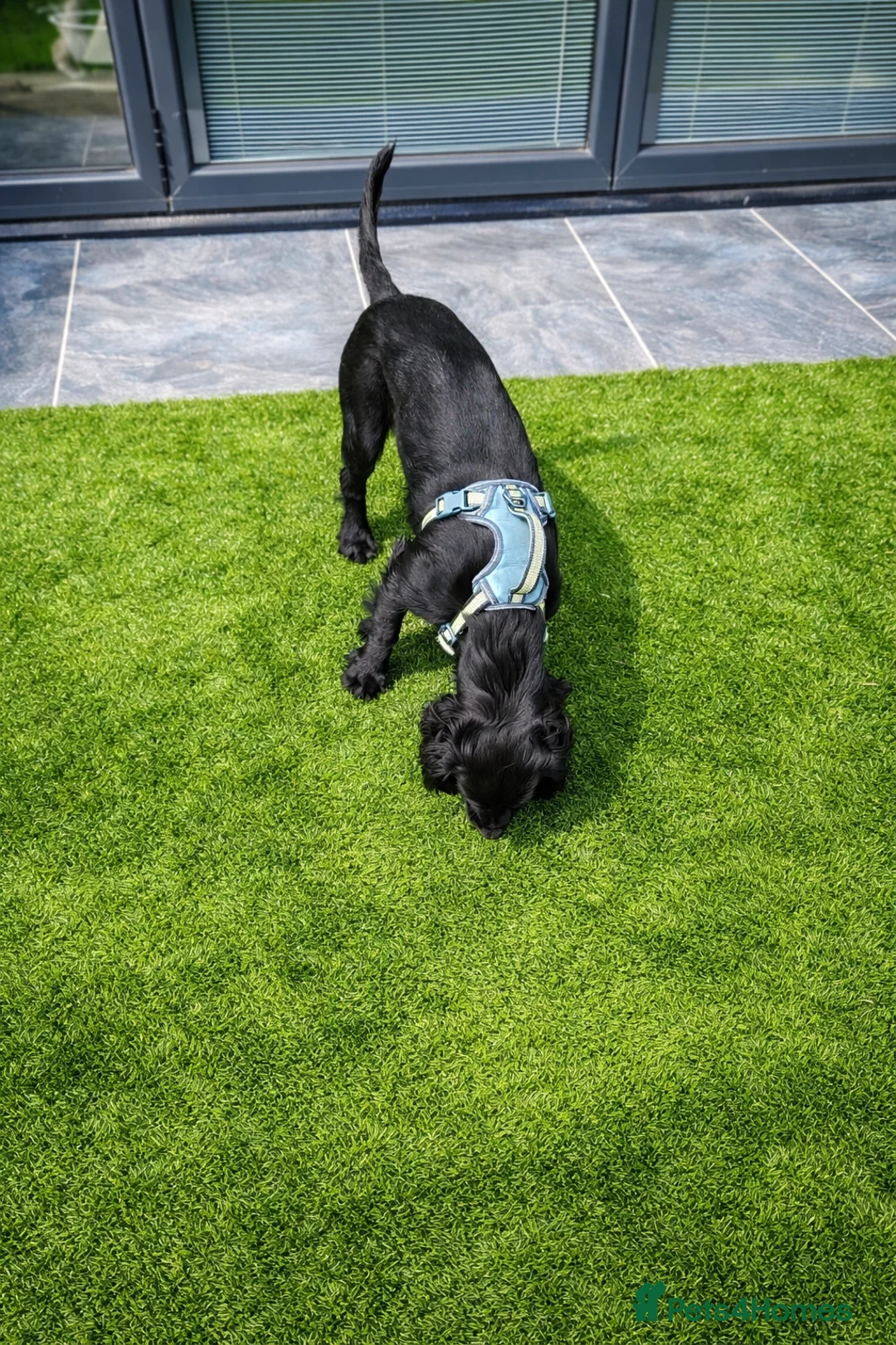 Cocker Spaniel dogs for sale: Puppy cocker spaniel  - Advert 9