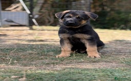 German Shepherd dogs for sale: German shepherd  - Image 3