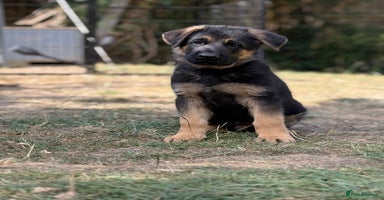 German Shepherd dogs - Advert 1