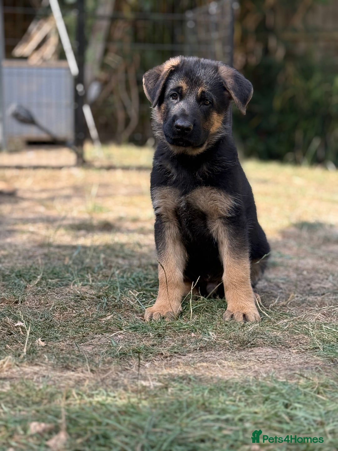 German Shepherd dogs for sale: German shepherd  - Image 3