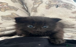 Mixed Breed cats for sale: Adorable 5-Week-Old Kittens Ready for Loving Home  - Image 29