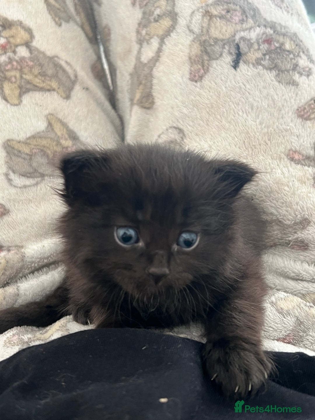 Mixed Breed cats for sale: Adorable 5-Week-Old Kittens Ready for Loving Home  - Image 29