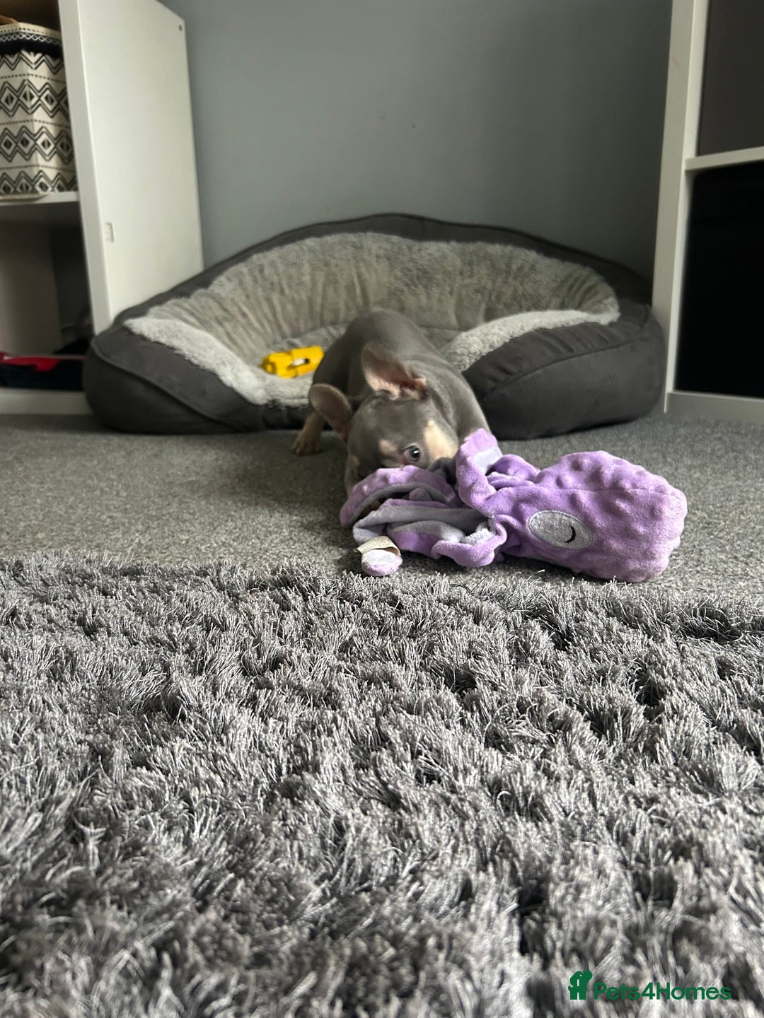 French Bulldog dogs for sale: *READY TO LEAVE* stunning lilac/tan girl frenchie - Image 24