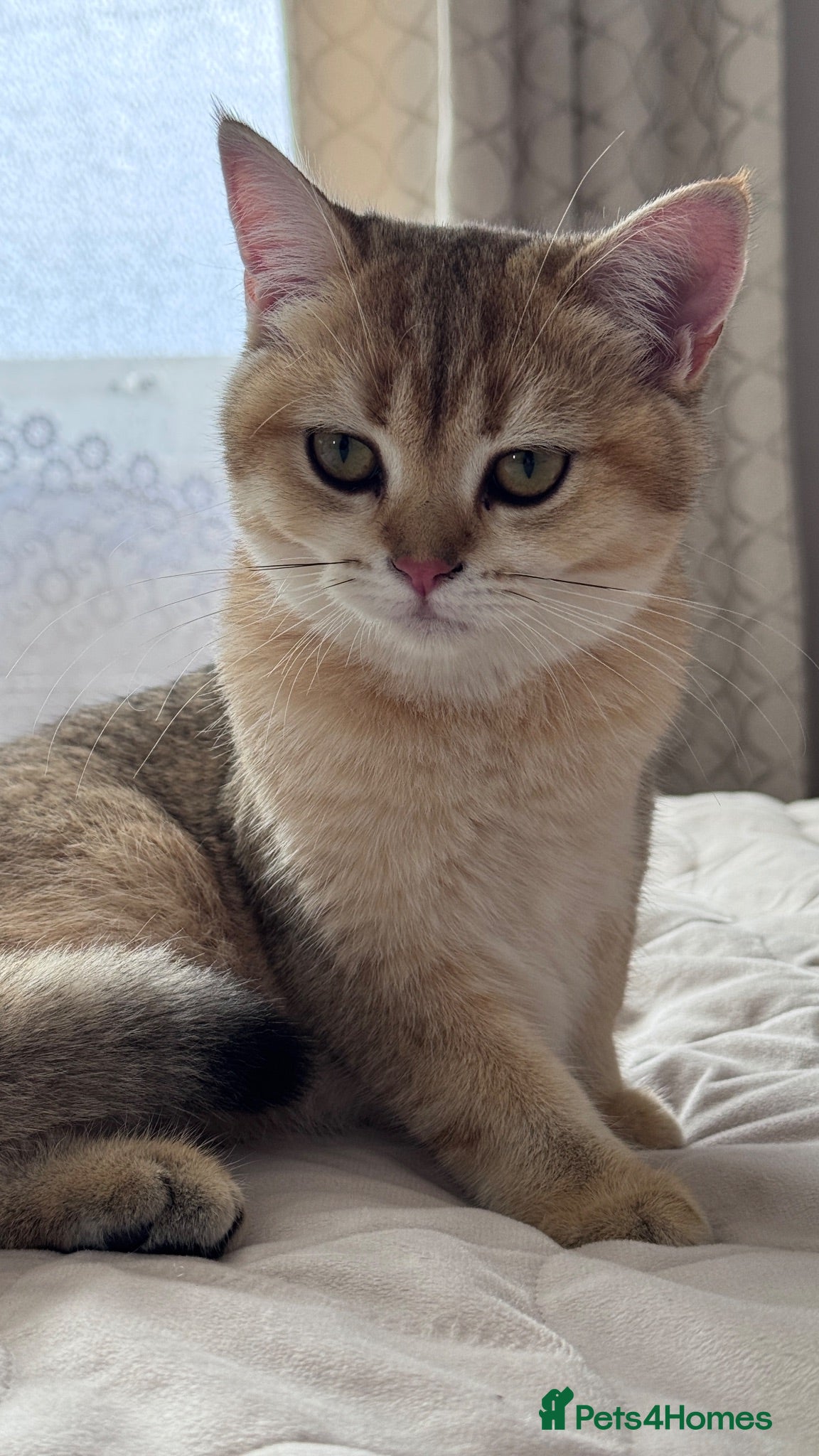 British Shorthair cats GCCF BSH READY FOR NEW HOME GOLD AND BLUE KITTENS - Advert 1