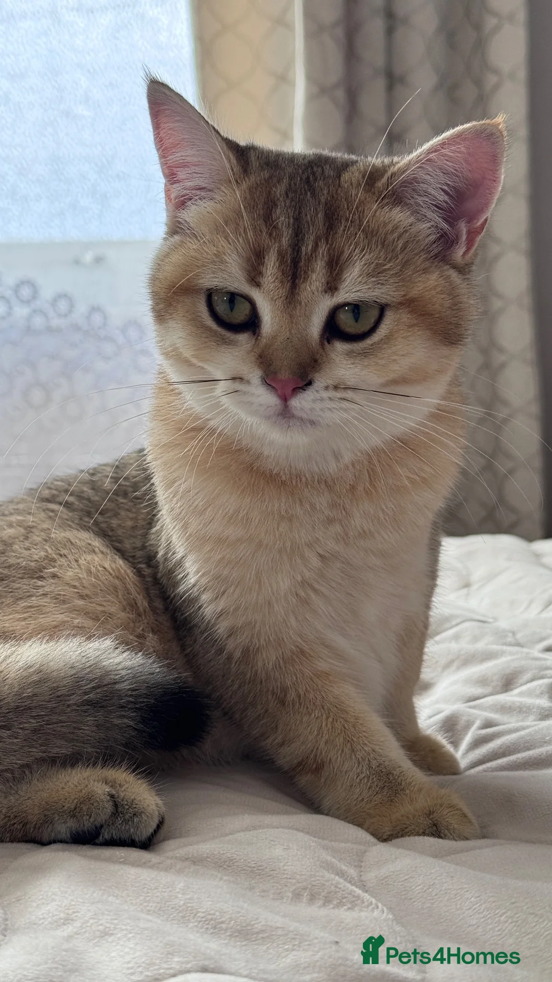 British Shorthair cats for sale: GCCF BSH READY FOR NEW HOME GOLD AND BLUE KITTENS - Advert 1