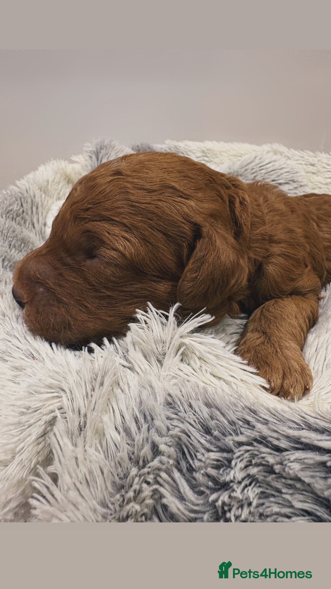 Goldendoodle dogs Beautiful double doodle puppies.  - Advert 3