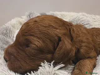 Goldendoodle dogs Beautiful double doodle puppies. - Advert 3