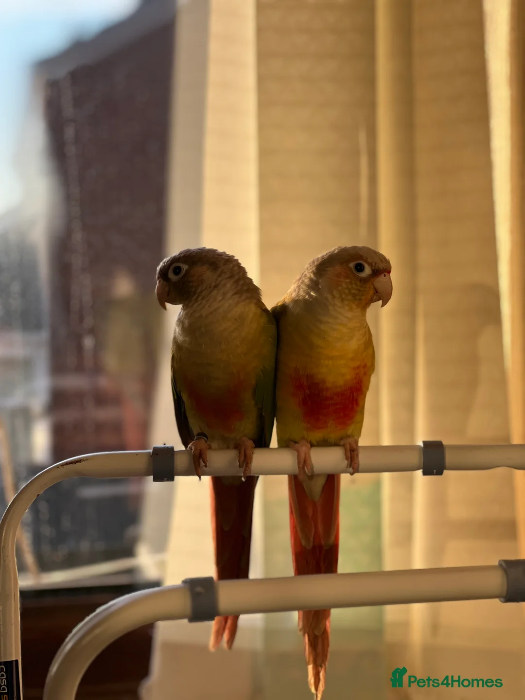 Conures birds for sale: Conures pair  - Advert 6