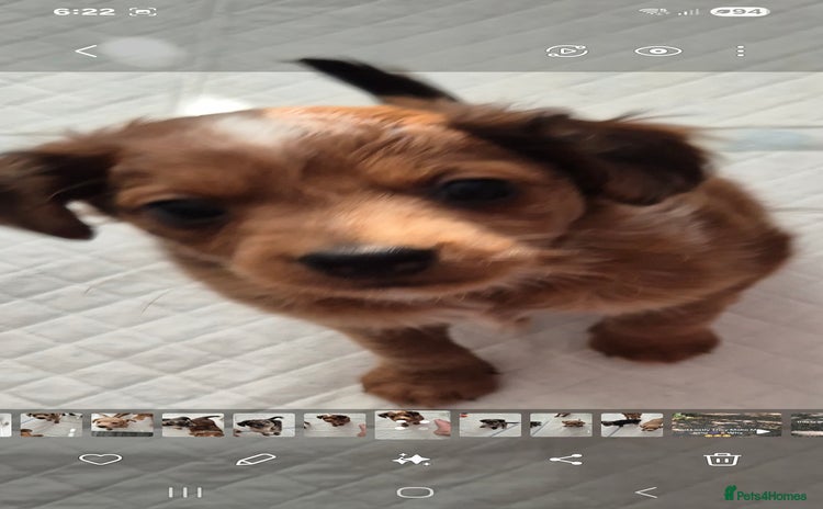 Mixed Breed dogs - Advert 16