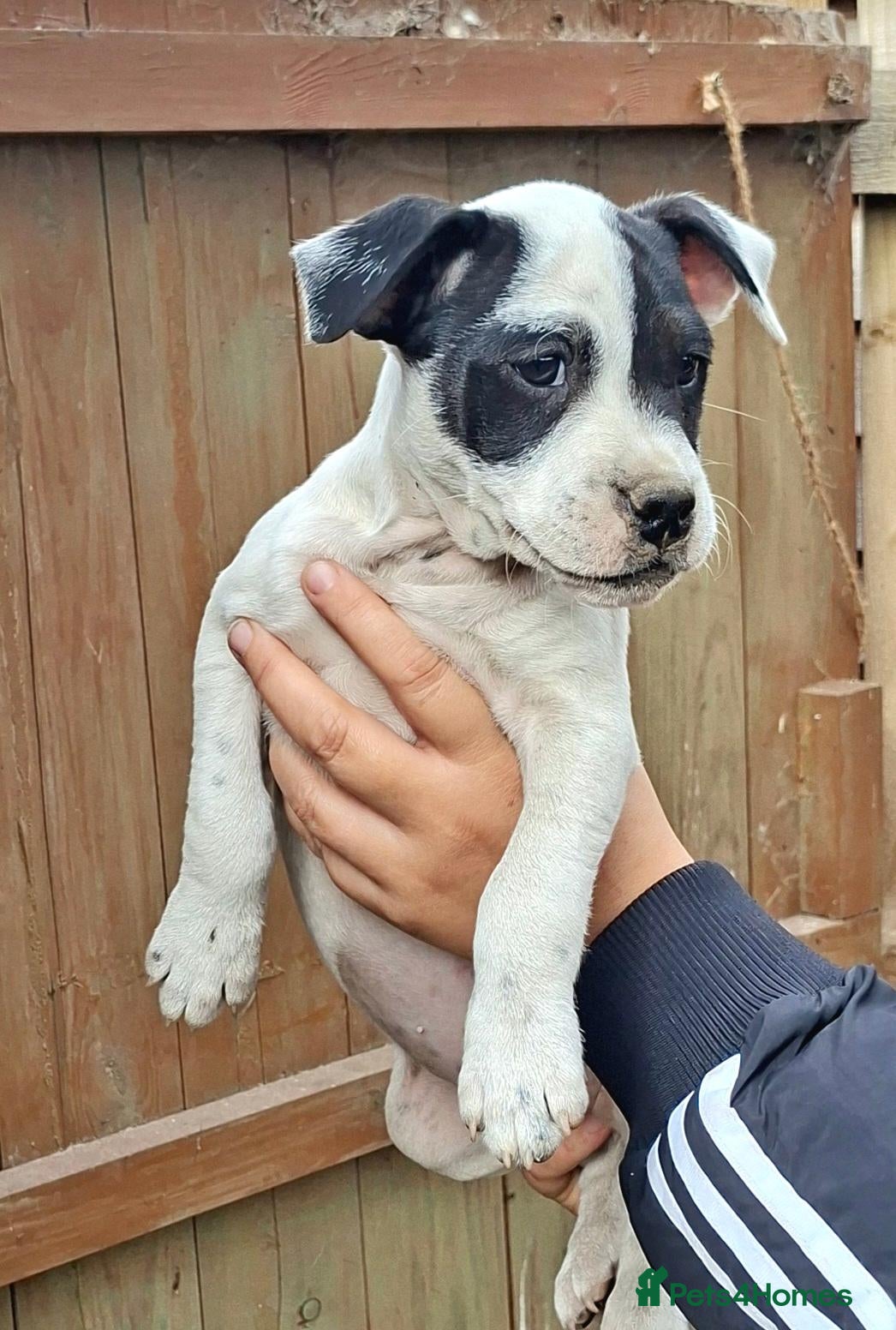 Patterjack dogs Jack Russell x Patterdale - Advert 2