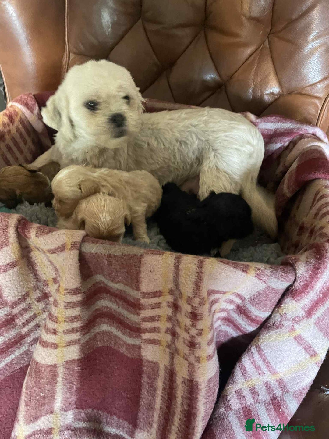 Lhasapoo dogs for sale: Lhasapoo puppies - Advert 3