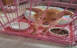 Chihuahua dogs for sale: Chihuahua 6 month old female - Image 9
