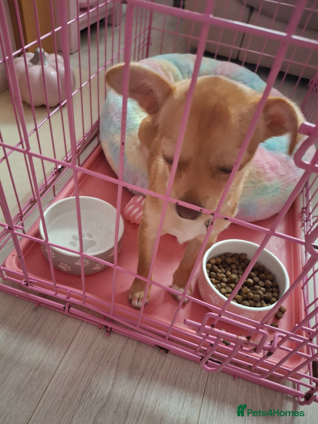 Chihuahua dogs for sale: Chihuahua 6 month old female - Image 9