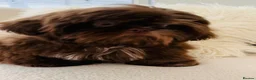 Shih Tzu dogs for stud: Chocolate Shih Tzu for Stud - Advert 7