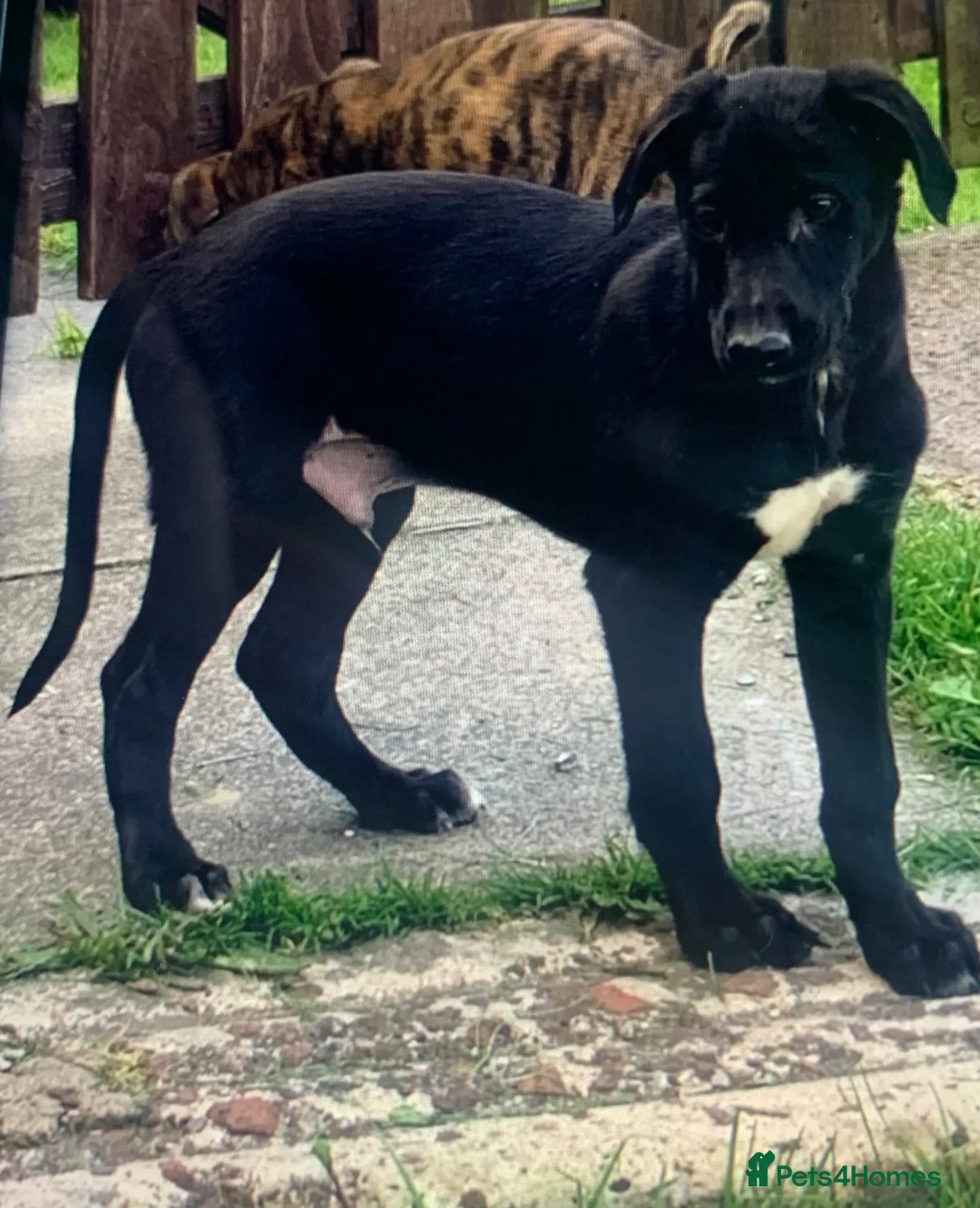Lurcher dogs for sale: First cross saluki greyhounds  - Advert 2
