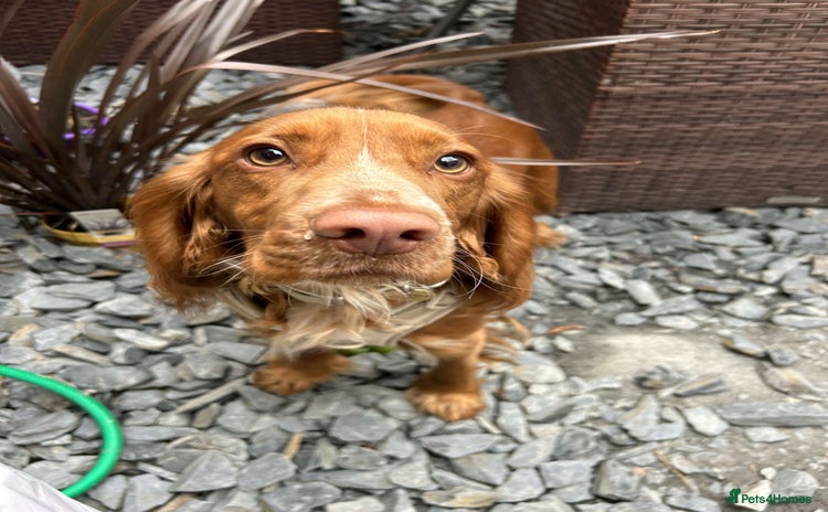 Cocker Spaniel dogs - Advert 3