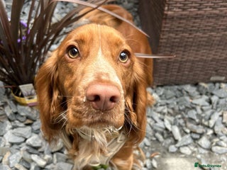 Cocker Spaniel dogs - Advert 36